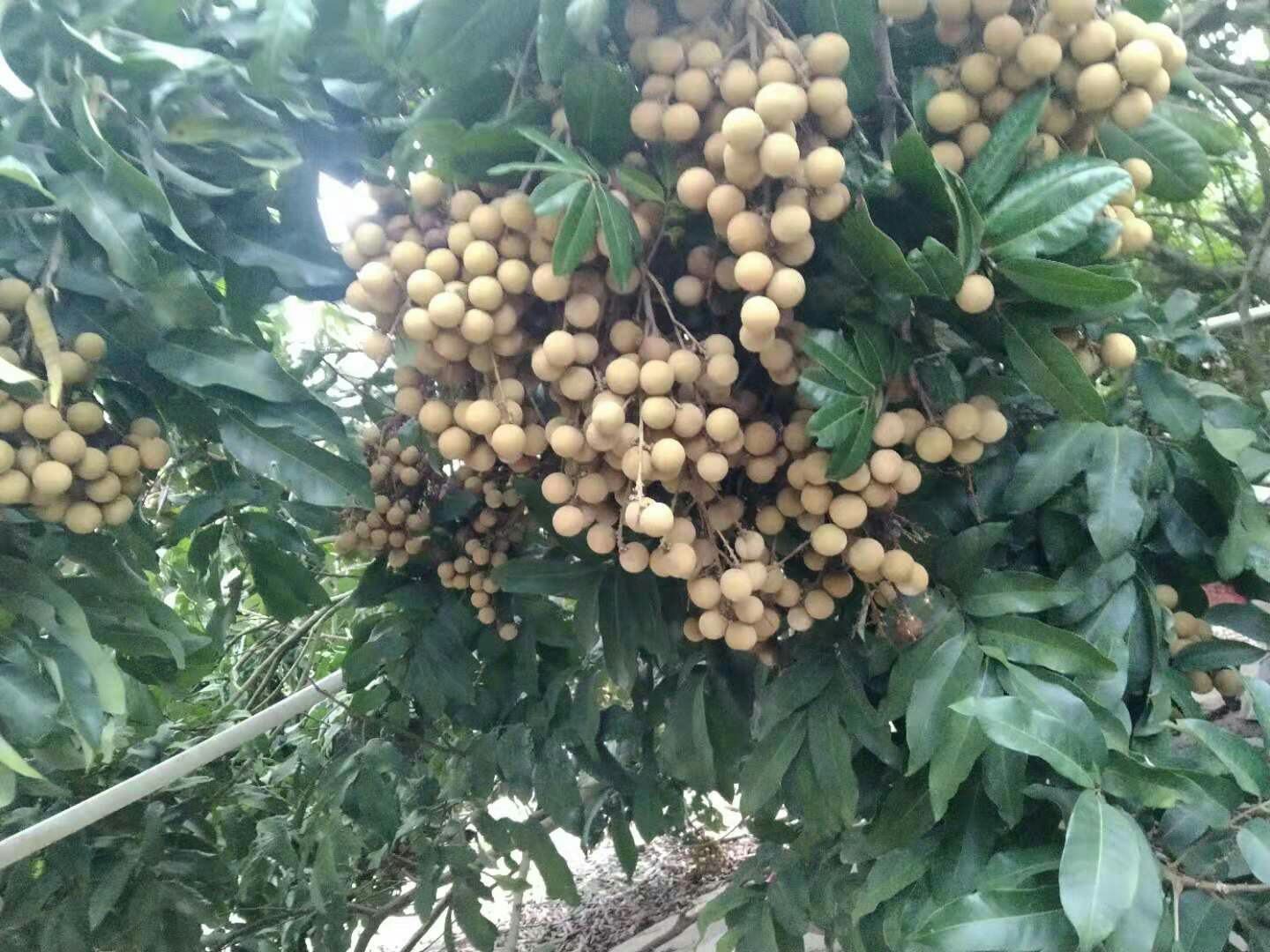 储良龙眼果园