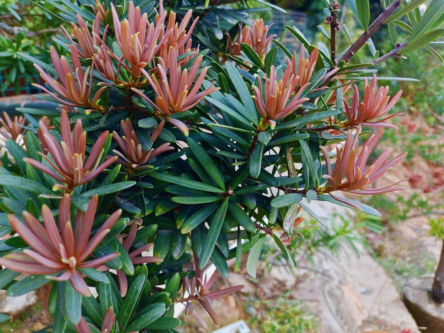 近距离拍摄的罗汉松成熟种子,可见其顶端绿色球形种子下方连接着膨大、呈紫红色的肉质种托,整体形态宛如一位盘腿而坐的小罗汉,背景虚化,突出细节特征 罗汉松种子特写