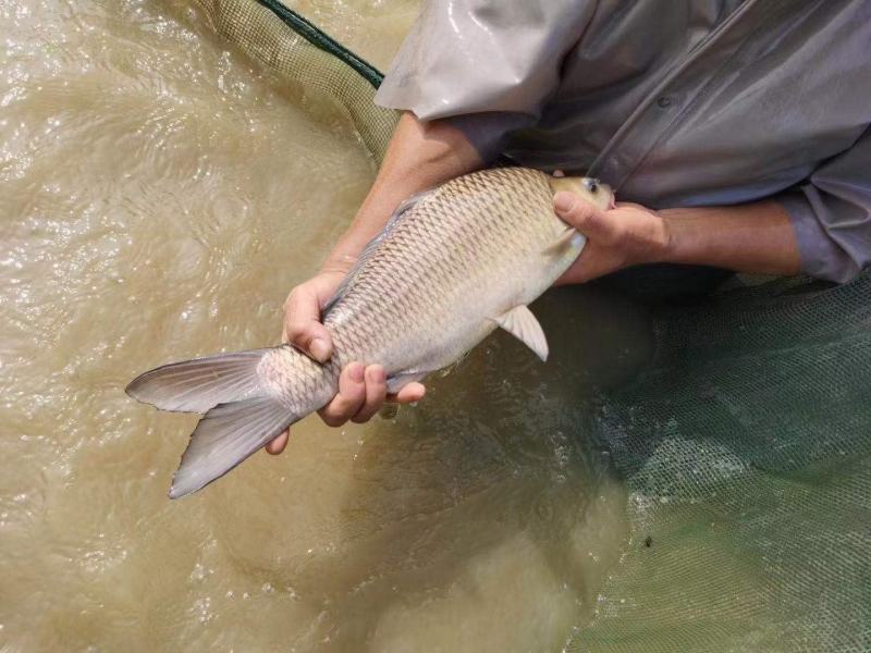 [岩原鲤鱼苗批发]广东惠州博罗县鲤鱼苗 1.30元/尾岩鲤鱼苗, _ 一亩田