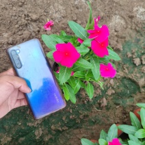 长春花，进口品种，花色多样，规格齐全，一手货源