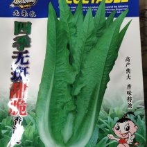 四季无斑甜脆香油麦菜种子，高产快大，香味特浓，耐热耐寒耐