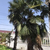 棕榈/棕榈树苗/棕榈林木/种苗/苗木种苗/棕榈树苗