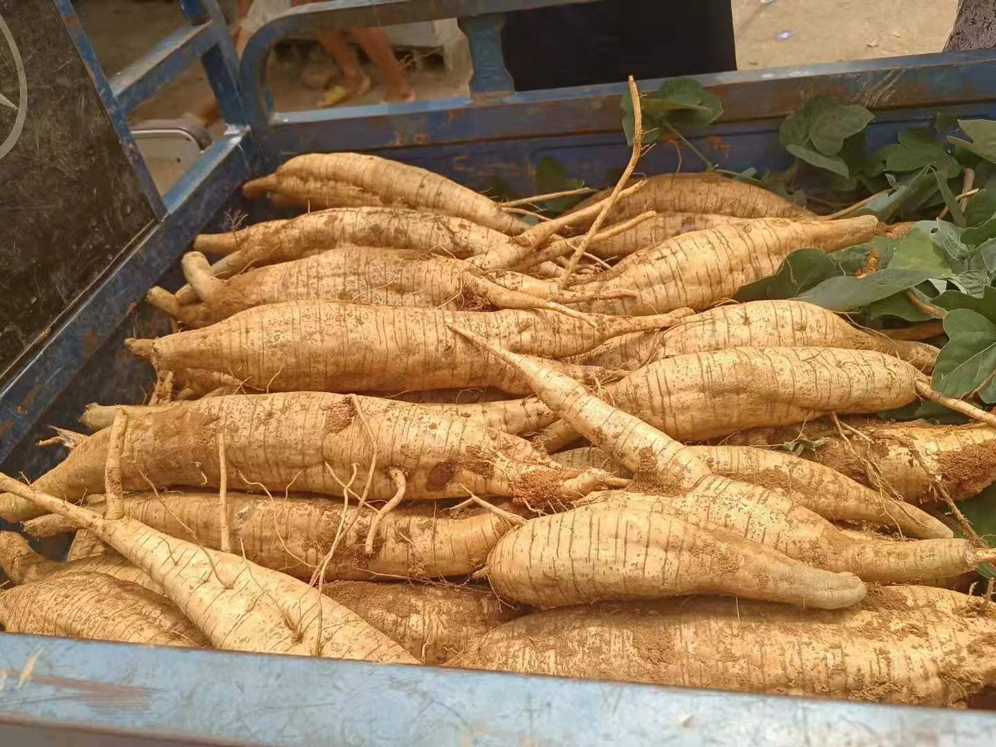 淮山粉葛的市场挑选场景