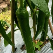 菜椒出售，每日七至十吨