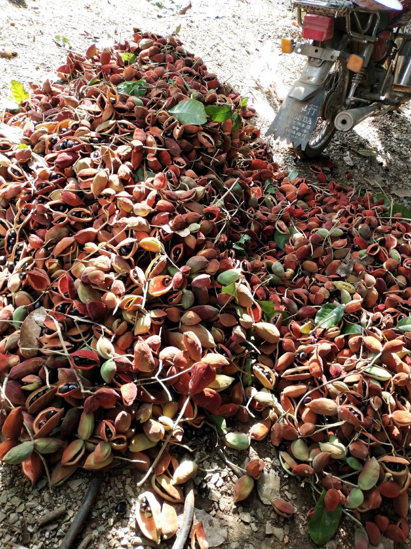 凤眼果六旺子横县特产萍婆果