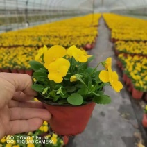 角堇多色，一手货源，苗圃直接发货，花色齐全，规格齐全