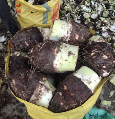 [槟榔芋批发]福建长汀槟榔芋头代办 香粉 槟榔芋头价格2.