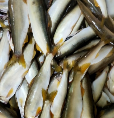 香鱼,黄瓜鲜,秋生鱼