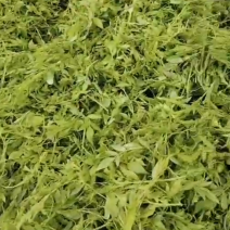 永顺莓茶