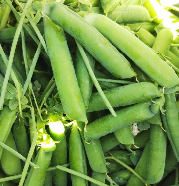 高原夏菜黑土长寿豆精品豆仔大饱满特甜