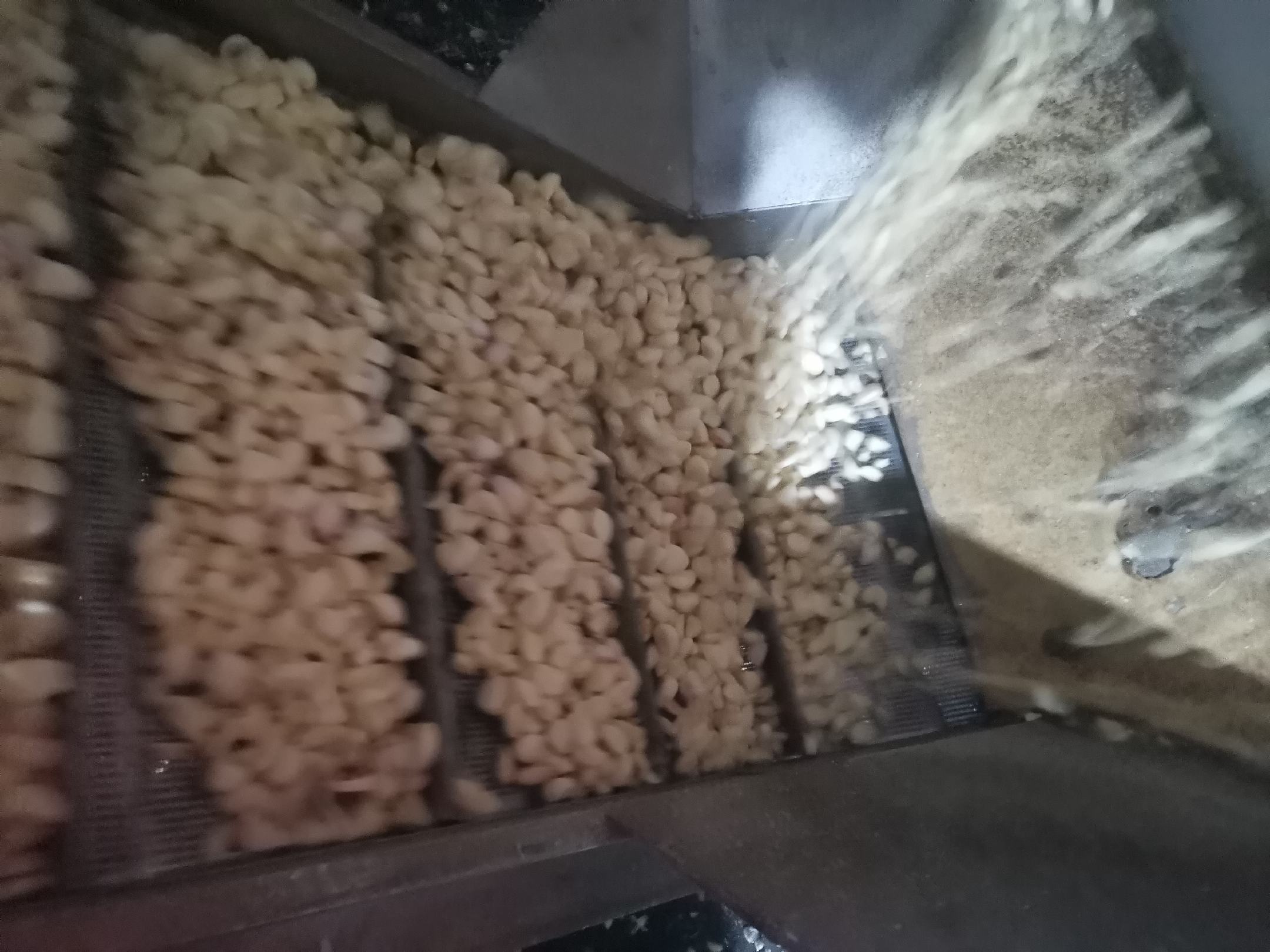 剥蒜米机器生产线实景图