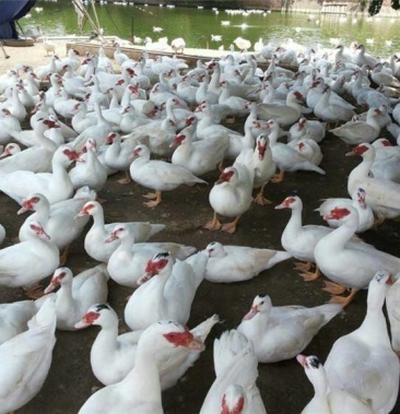 一点头!假西洋鸭