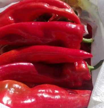 精品红牛角椒已经上市