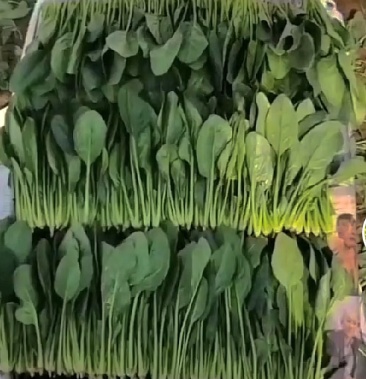 精品小叶菠菜15～20厘米大量现货欢迎各位光临