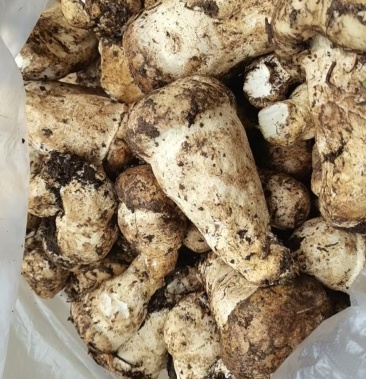 [松茸批发]新鲜杉木松茸(全国包邮)价格98.00元/斤 - 一亩田