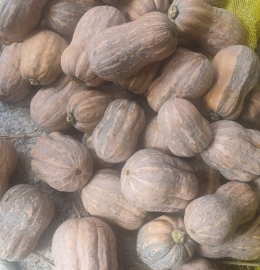 花生南瓜上市中产地直销可视频看货