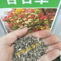 百日草花种子四季易种室外庭院阳台景观花海百日菊花种籽开花