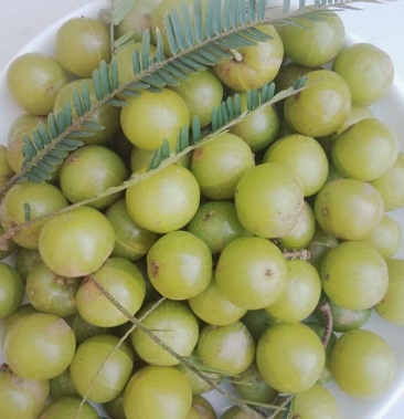 [橄榄批发]野生橄榄果价格40.00元/斤 - 一亩田