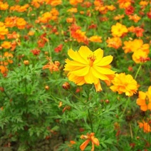 硫化菊种子黄波斯菊花种子黄秋英格桑花籽硫华菊种子四季野花