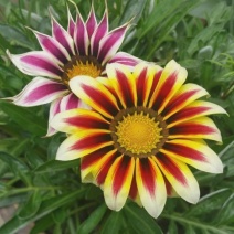 勋章菊种子四季花种子非洲太阳花菊花阳台庭院盆栽花种籽易活