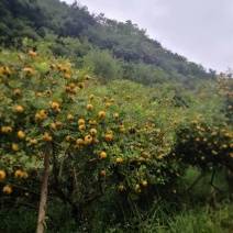 刺梨鲜果