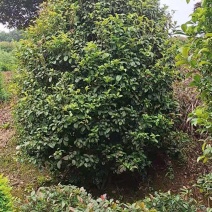 桂花地笼桂花丛生桂花批发