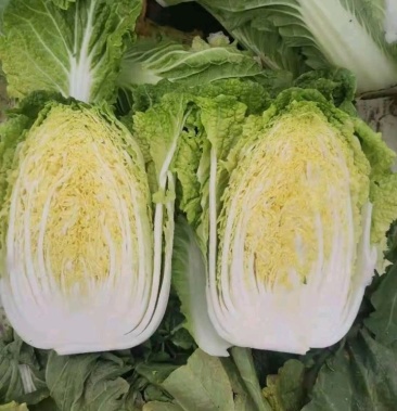 玲珑黄大白菜张家口大量上市中.视频看货,保质保量.