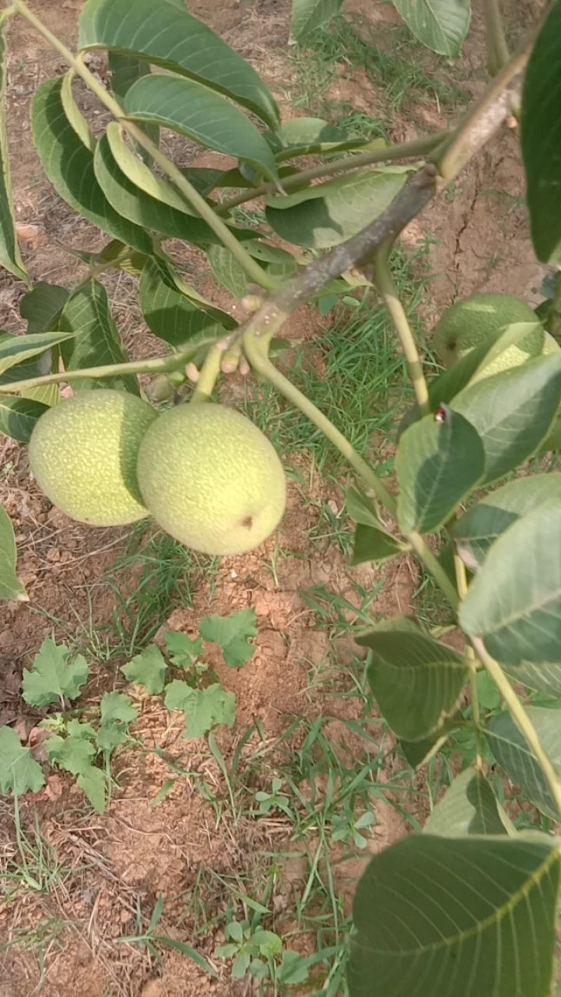石家庄市赞皇县青皮核桃以大量上市.有需要的老板找我联系.