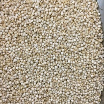 藜麦，白藜麦，红藜麦，黑藜麦！三色藜麦价格低，质量好！