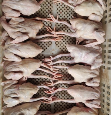 [乳鸽批发]鲜品乳鸽冻品乳鸽,各种规格乳鸽统统有货需要的来价格14.