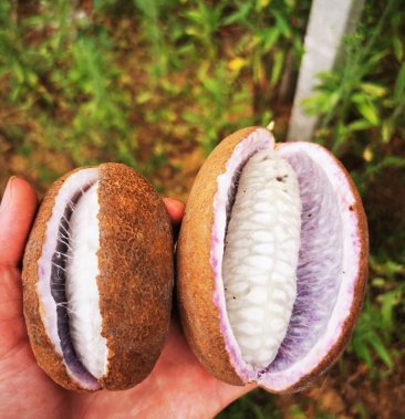 八月瓜又名八月炸,是一种野生水果.果形似香蕉.