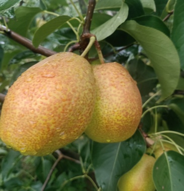 红香酥熟了,欢迎全国客商来批发采购