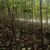 【榉树苗】二年生榉树苗，高度1.5米～2米产地直供