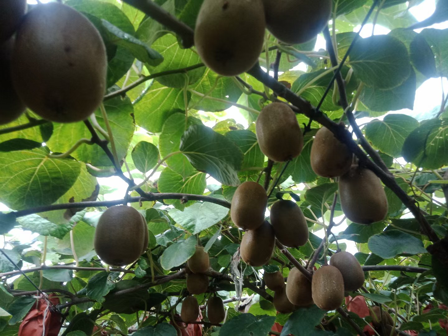 黄心猕猴桃果园航拍图