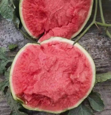 盐城无籽美都西瓜糖度高皮薄