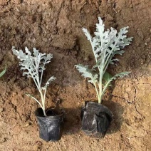 银叶菊，一手货源，大量有货，基地直发，山东青州