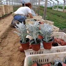 精品银叶菊，银叶菊基地自产自销，常年有货，基地自产自销