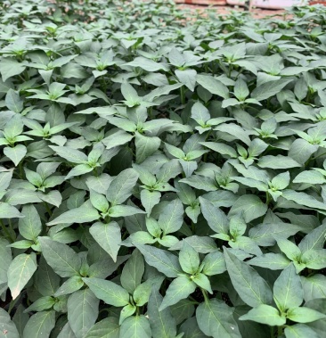 小米辣苗朝天椒苗单生小米辣小米辣苗穴盘苗