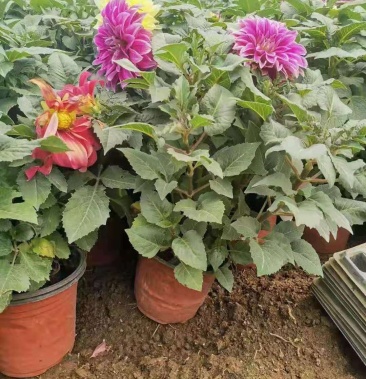 [大丽花批发]大丽花,一手货源,大量有货,基地直发,好货多多价格3.