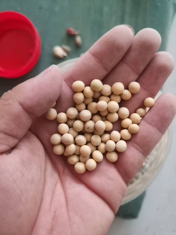 自己合作社小黄豆豆芽菜豆浆豆
