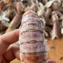 皮皮虾虾姑爬爬虾天然海捕原产地供应新鲜到家