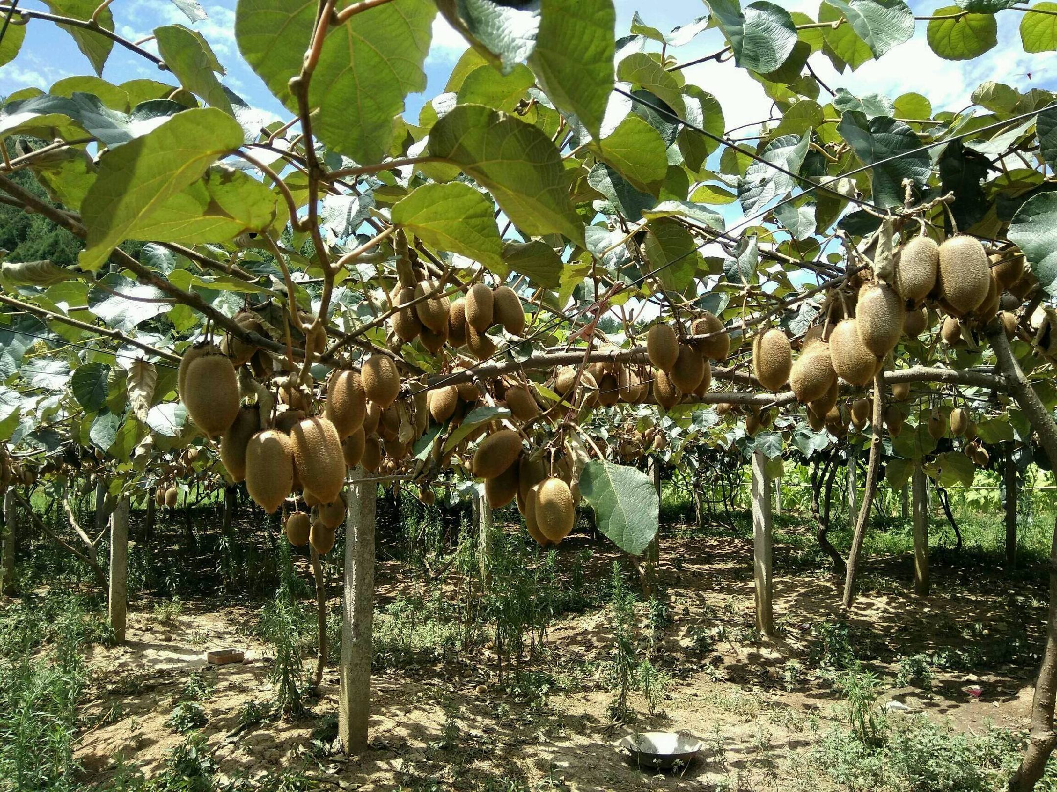 农户在泰顺果园手工采摘成熟猕猴桃