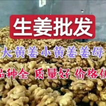 【精品】生姜大黄姜小黄姜产地一手货源随到随装