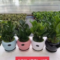 金钱树陶瓷造型盆基地直销精品盆栽当天下单当天发货