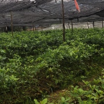 大红嫁接八角苗罗马东荣陈平妹儿木王