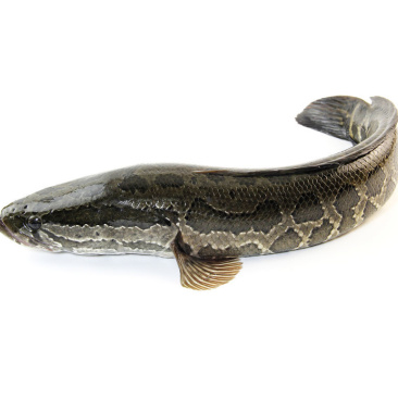 [黑鱼批发]黑鱼成品价格10.00元/斤 - 一亩田