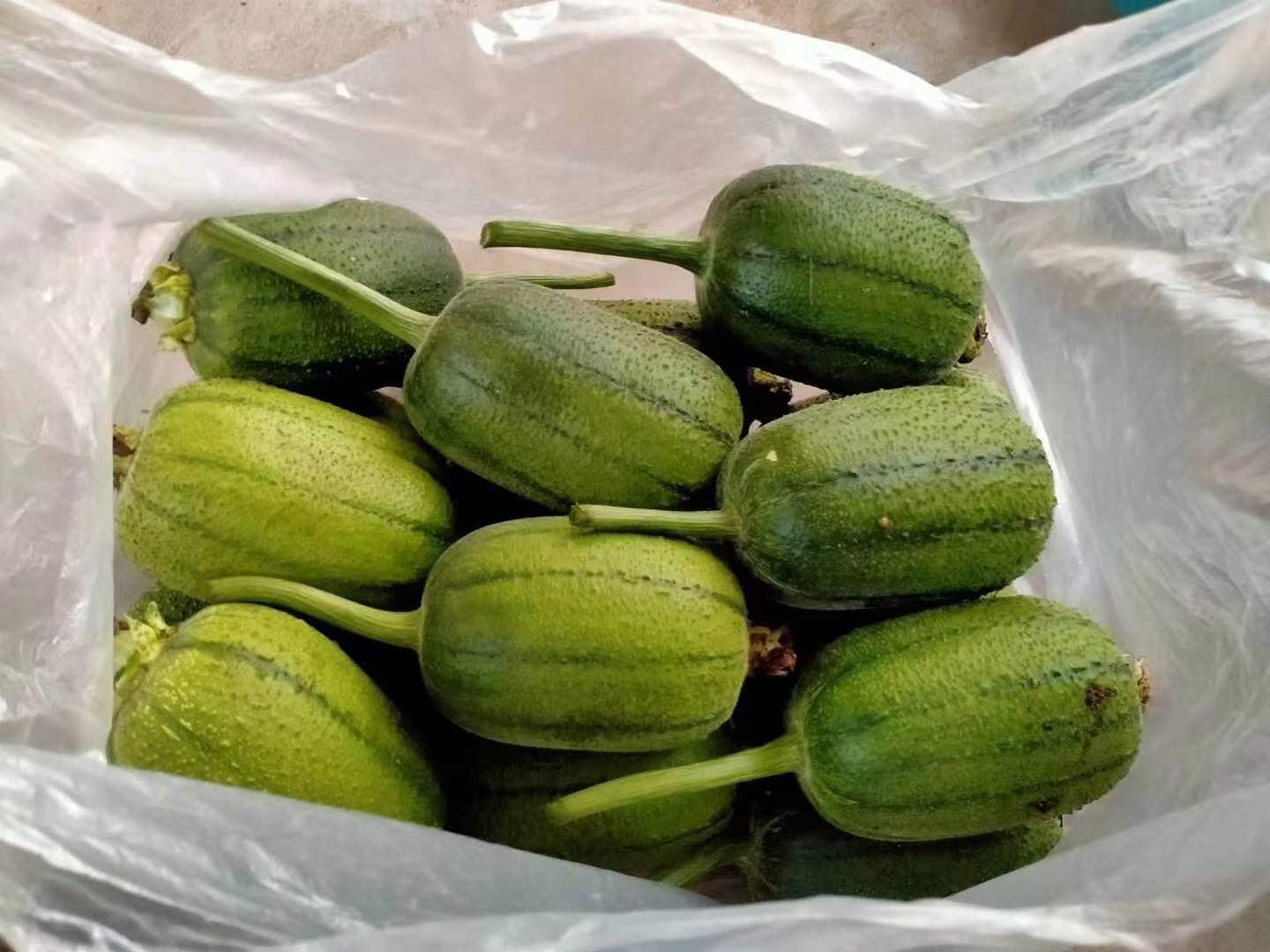 新鲜丝瓜实物图