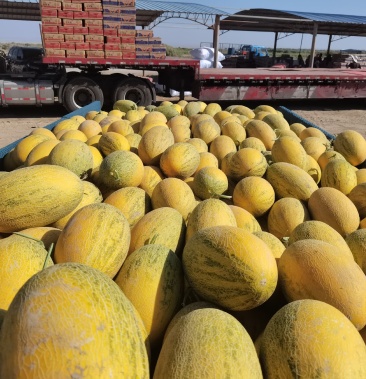 [西州蜜瓜批发]八六王,西州蜜,子丁密,1086价格1.20元/公斤 - 一亩田