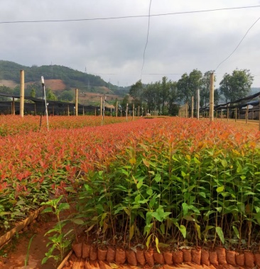 [茶樹苗批發]桉樹苗廣29 百號茶苗價格0.60元/棵 - 一畝田