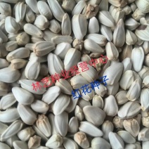 纯正藏红花种籽红花种子红花籽草红花籽四季种植阳台庭院花卉